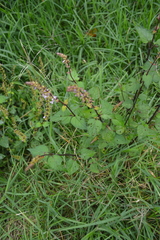 Salvia carnea