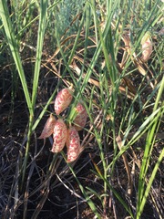 Astragalus ceramicus