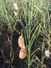 Astragalus ceramicus