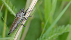 Machimus arthriticus