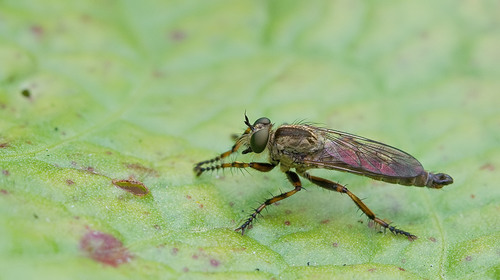 brown heath robberfly, Loon op Zand, NL-NB, NL, photo 2 of 10