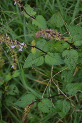 Salvia carnea