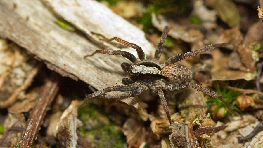 Burnt Wolf Spider