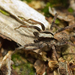 Burnt Wolf Spider - Photo (c) Paul Cools, some rights reserved (CC BY-NC), uploaded by Paul Cools