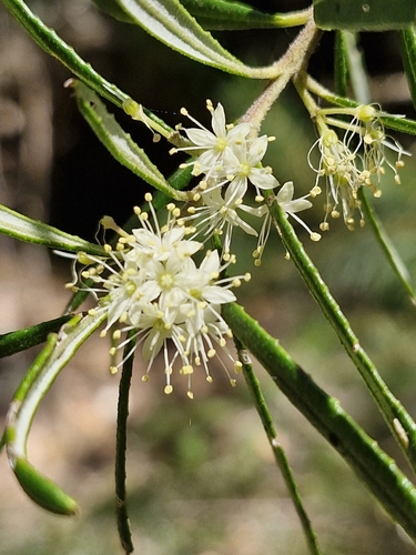 Image of Toothed Phebalium (Leionema dentatum) by (c) ronavery, some rights reserved (CC BY)