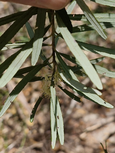 Image of Leionema dentatum by (c) ronavery, some rights reserved (CC BY)