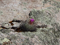 Echinofossulocactus ochoterenaus