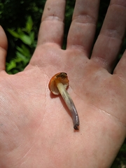 Hygrocybe
