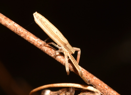 Runcinia flavida
