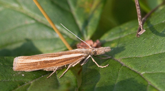 Agriphila selasella
