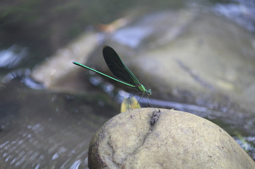 Green Metalwing photo 3