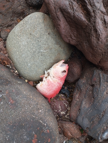 Pristilepis oligolepis observed 2024-09-19