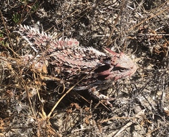 Phrynosoma blainvillii