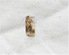 Clepsis melaleucanus