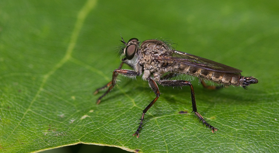 kite-tailed robberfly, photo 1 of 10