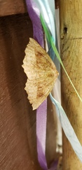 Eutrapela clemataria
