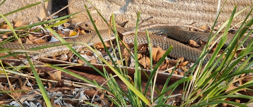 Eastern Brown Snake sighting