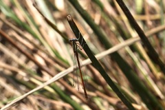 Platycnemis acutipennis