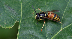 Vespula rufa