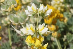 Lupinus luteolus