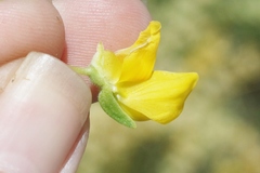 Lupinus luteolus