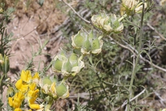 Lupinus luteolus