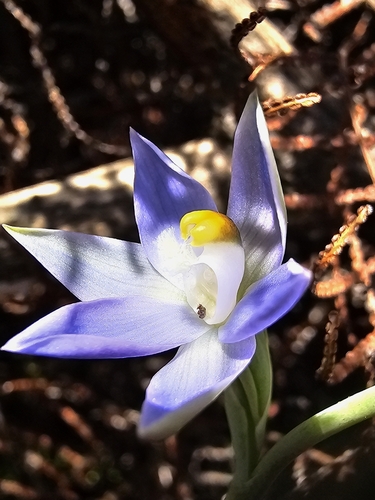 Image of Thelymitra peniculata by (c) Richard Dimon, some rights reserved (CC BY)