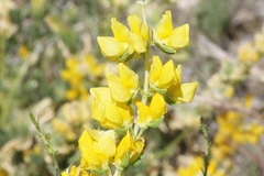 Lupinus luteolus