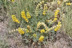 Lupinus luteolus