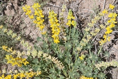 Lupinus luteolus