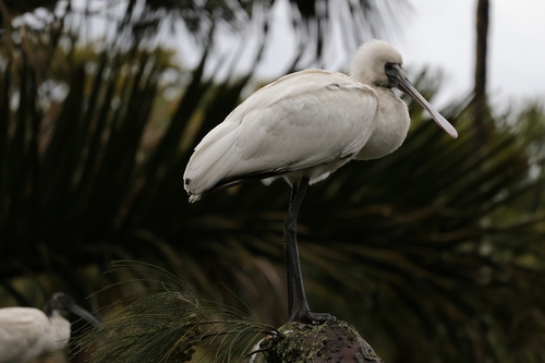 Espátula africana (Platalea alba)