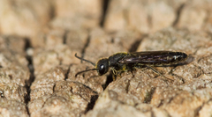 Sapygina decemguttata