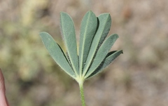 Lupinus luteolus