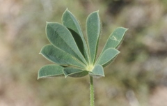 Lupinus luteolus