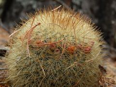 Mammillaria densispina