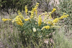 Lupinus luteolus
