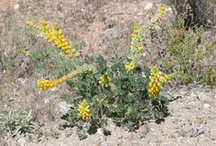 Lupinus luteolus