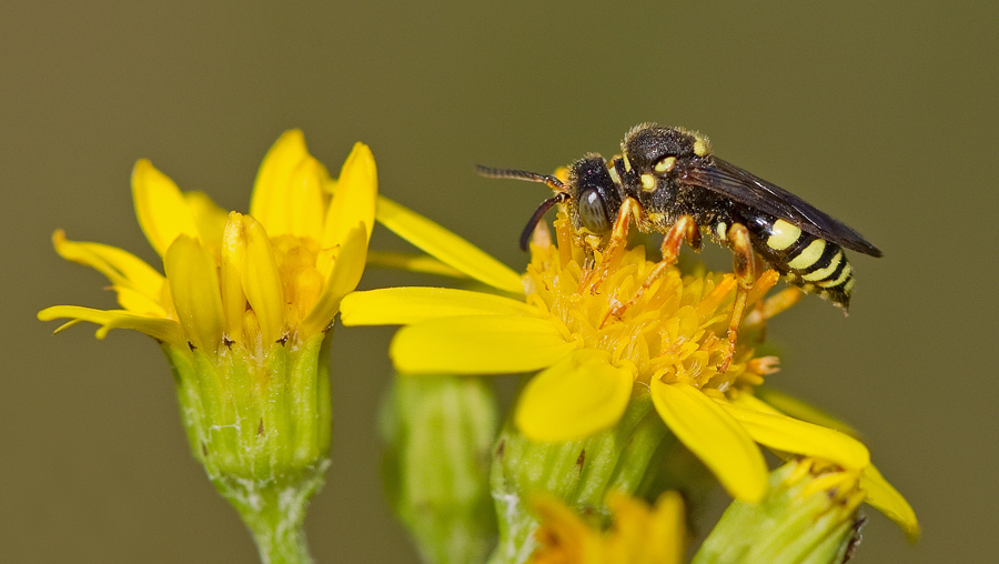 Blunthorn Nomad Bee