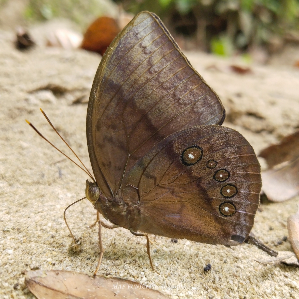 Discophora bambusae