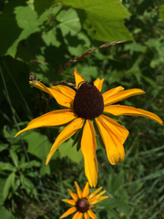 Rudbeckia hirta pulcherrima