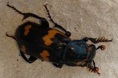 Nicrophorus sayi