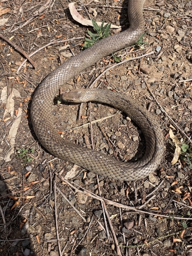 Eastern Brown Snake sighting