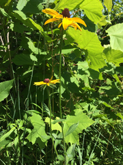 Rudbeckia hirta pulcherrima