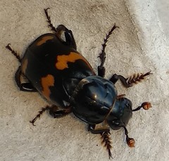 Nicrophorus sayi