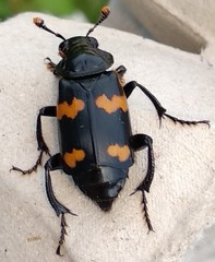Nicrophorus sayi
