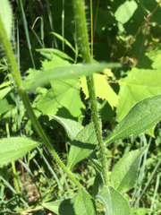 Rudbeckia hirta pulcherrima