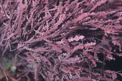 Calliarthron cheilosporioides