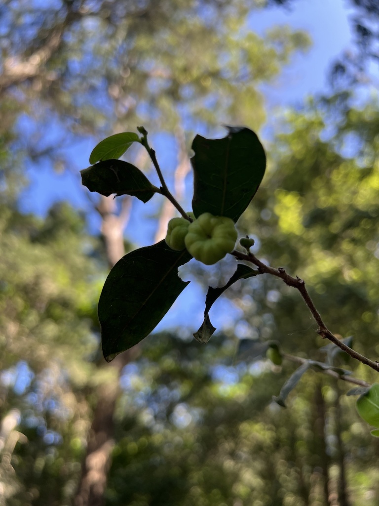 Cheese Tree from Swallow Reach Pl, Ebenezer, NSW, AU on September 21 ...