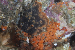 Metandrocarpa taylori