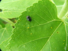 Sehirus cinctus cinctus